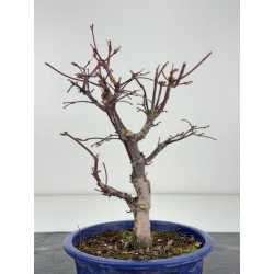 Acer palmatum deshojo I-8281 vista 3