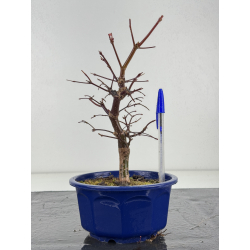 Acer palmatum deshojo I-8282