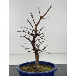 Acer palmatum deshojo I-8282 vista 2