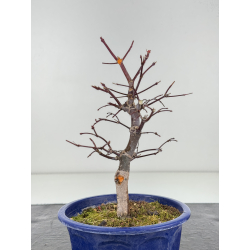 Acer palmatum deshojo I-8282 vista 3