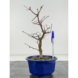 Acer palmatum deshojo I-8283