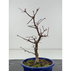 Acer palmatum deshojo I-8283 vista 2