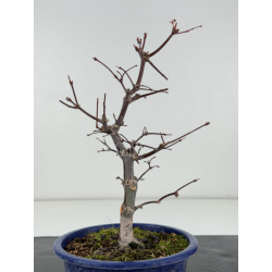 Acer palmatum deshojo I-8283 vista 3