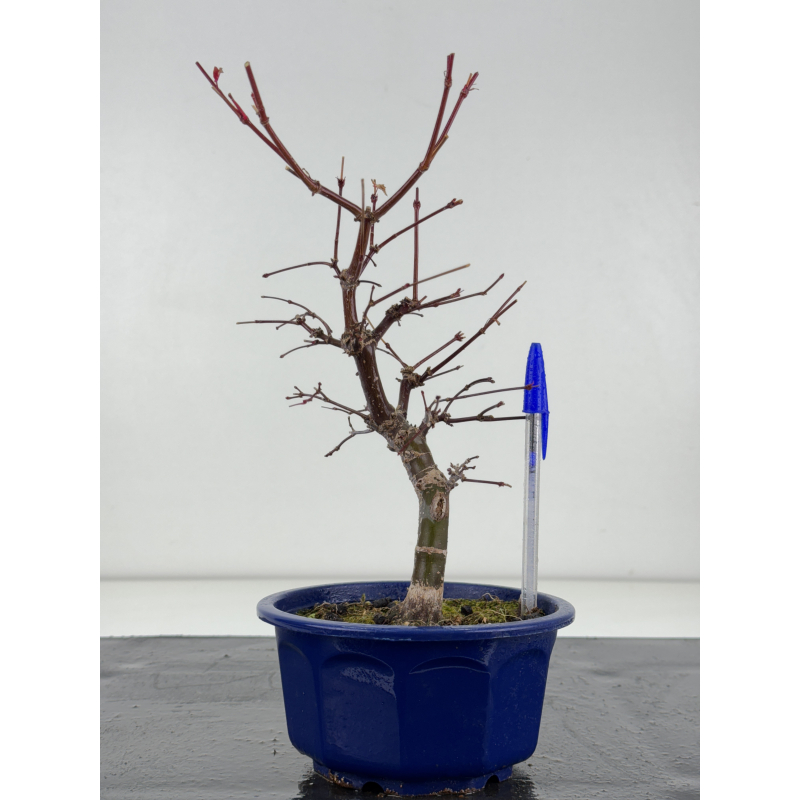 Acer palmatum deshojo I-8284