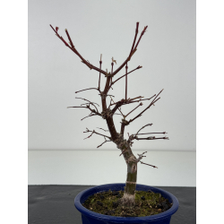 Acer palmatum deshojo I-8284 vista 2