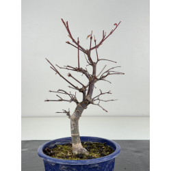 Acer palmatum deshojo I-8284 vista 3