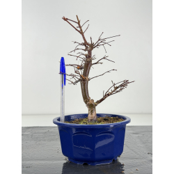 Acer palmatum deshojo I-8285