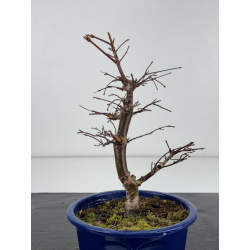 Acer palmatum deshojo I-8285 vista 2