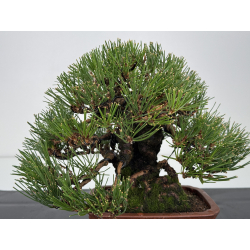 Pinus thunbergii -pino negro japonés- I-8286 vista 2