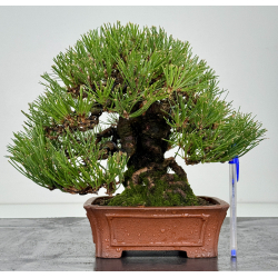 Pinus thunbergii -pino negro japonés- I-8286