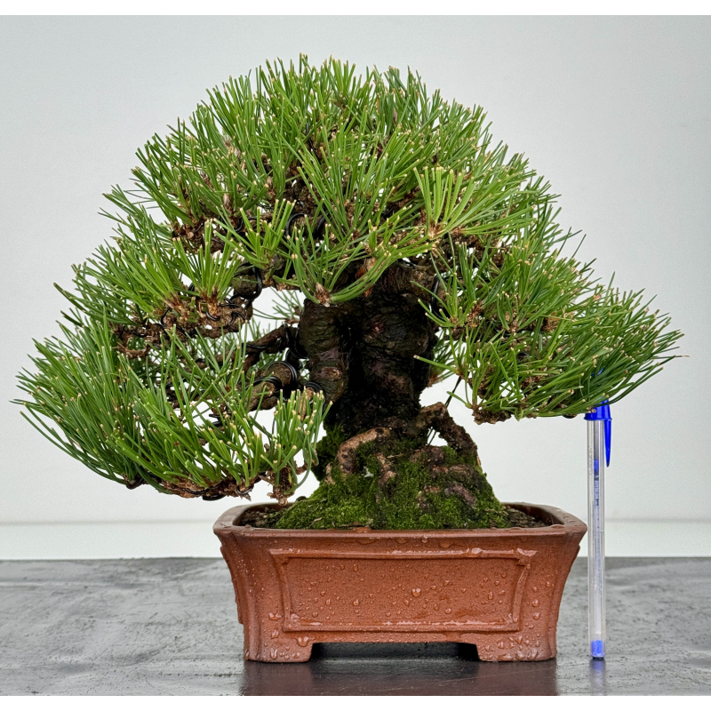 Pinus thunbergii  I-8286