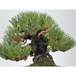 Pinus thunbergii  I-8286 view 3