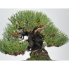 Pinus thunbergii -pino negro japonés- I-8286 vista 3