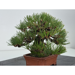Pinus thunbergii  I-8286 view 4