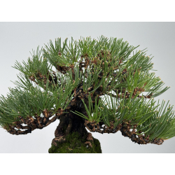 Pinus thunbergii -pino negro japonés- I-8286 vista 5