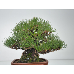 Pinus thunbergii -pino negro japonés- I-8286 vista 6