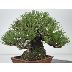 Pinus thunbergii -pino negro japonés- I-8286 vista 7