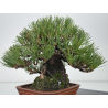 Pinus thunbergii  I-8286 view 7