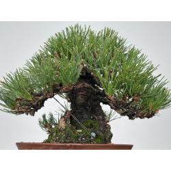 Pinus thunbergii -pino negro japonés- I-8286 vista 8