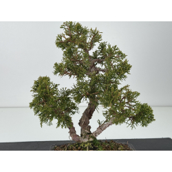 Juniperus chinensis itoigawa I-8287 vista 2