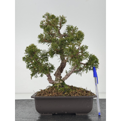 Juniperus chinensis itoigawa I-8287