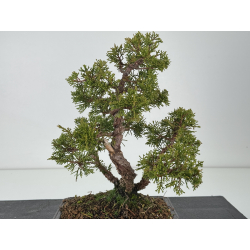 Juniperus chinensis itoigawa I-8287 vista 3