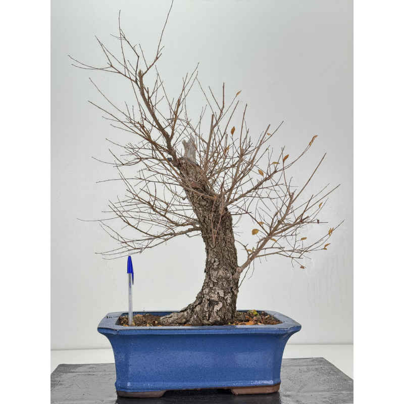 Ulmus -olmo- minor I-8290