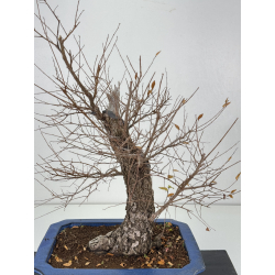 Ulmus minor I-8290 view 2