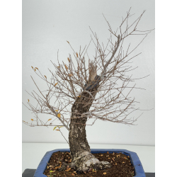 Ulmus minor I-8290 view 3