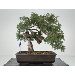 Juniperus I-8293