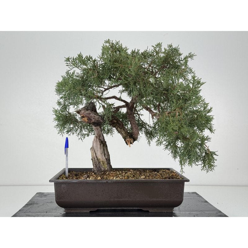 Juniperus I-8293