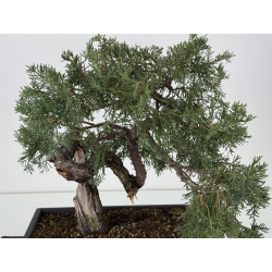 Juniperus I-8293 vista 2