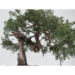 Juniperus I-8293 vista 3