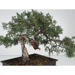 Juniperus I-8293 vista 4