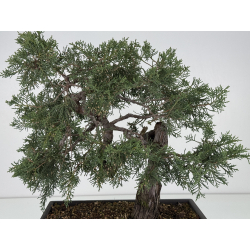 Juniperus I-8293 vista 5