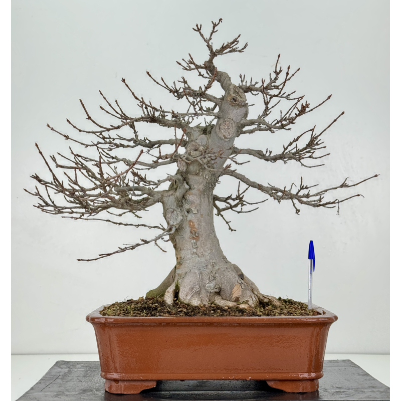 Acer buergerianum I-8294