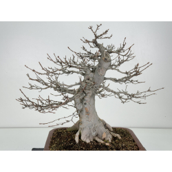 Acer buergerianum I-8294 vista 2