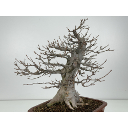 Acer buergerianum I-8294 vista 3