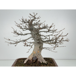 Acer buergerianum I-8294 vista 4