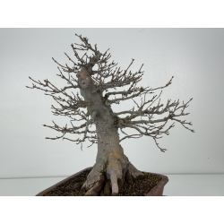 Acer buergerianum I-8294 vista 5