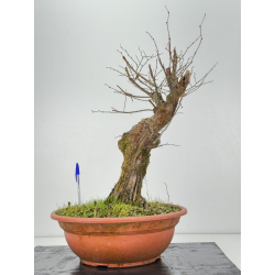 Zelkova serrata I-8295