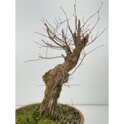 Zelkova serrata I-8295 vista 2