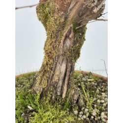 Zelkova serrata I-8295 vista 3