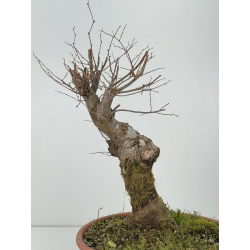 Zelkova serrata I-8295 vista 4