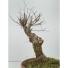 Zelkova serrata I-8295 vista 4