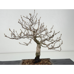 Diospyros kaki I-8296 vista 2