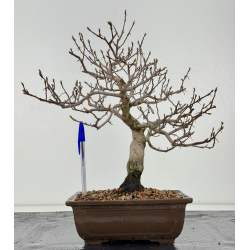 Diospyros kaki I-8296