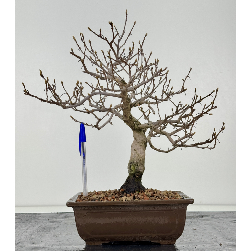 Diospyros kaki I-8296