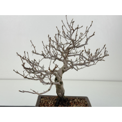 Diospyros kaki I-8296 vista 3