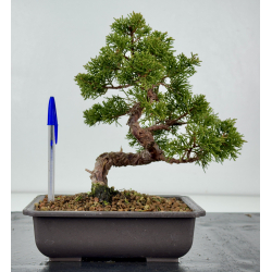 Juniperus chinensis itoigawa I-8297